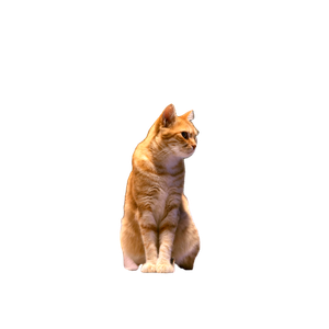 Charming Ginger Cat Sitting Calmly At Night With Vibrant Bokeh Lights In The Background. 18605 - Cat PNG image with transparent background